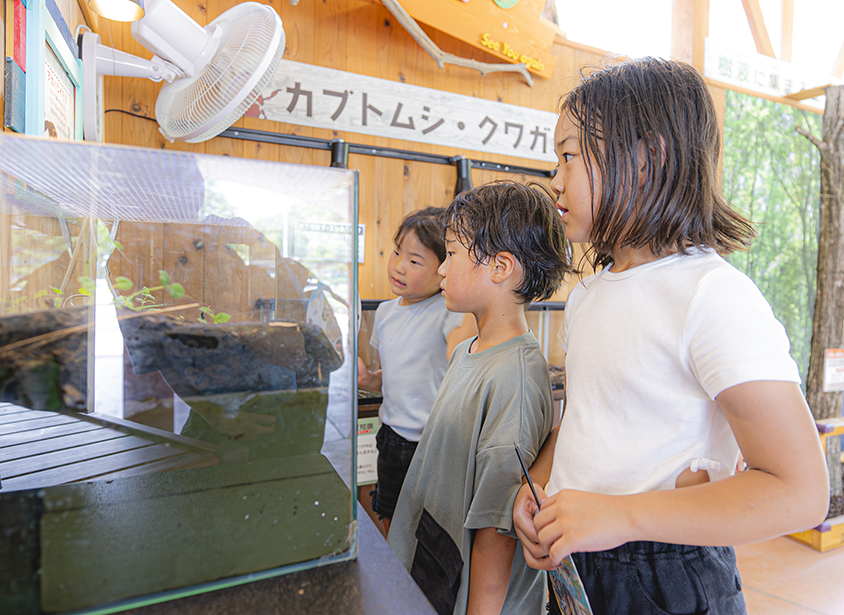 Kabutomushi and Stag Beetle Exhibition Corner