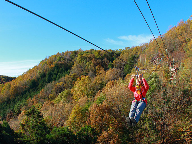"Forest Zipline, Musasabi" soaring through the morning forest