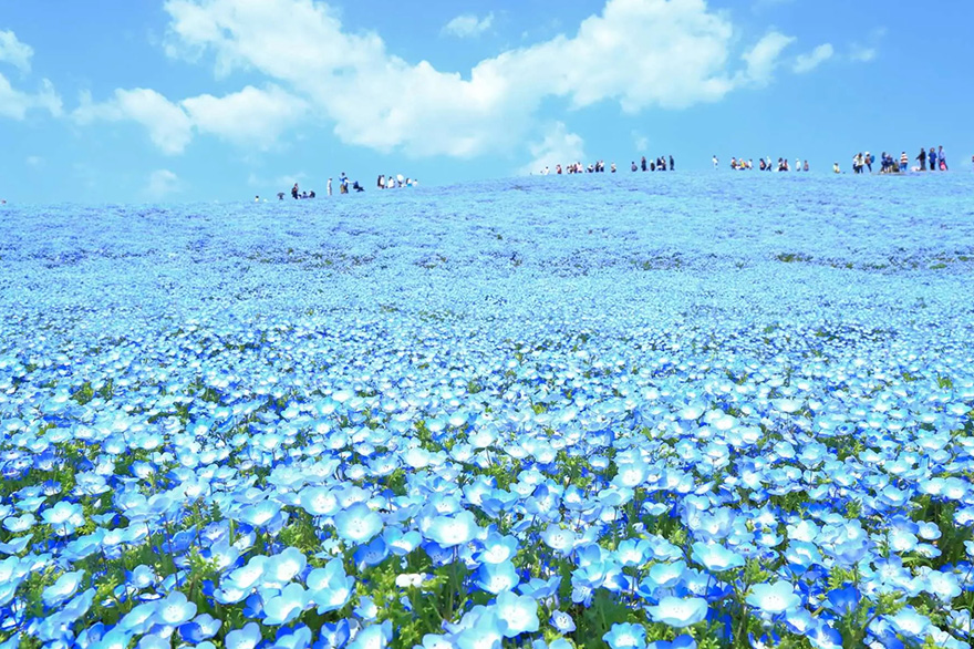 Hitachi Seaside Park