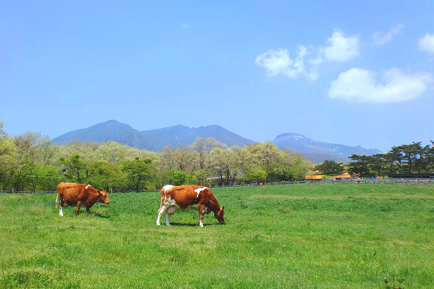 Nasu Highland, Minamigaoka Dairy