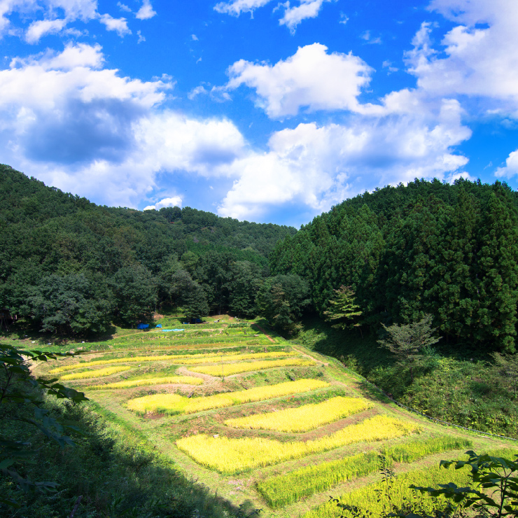 ハローウッズの森に行ってみた