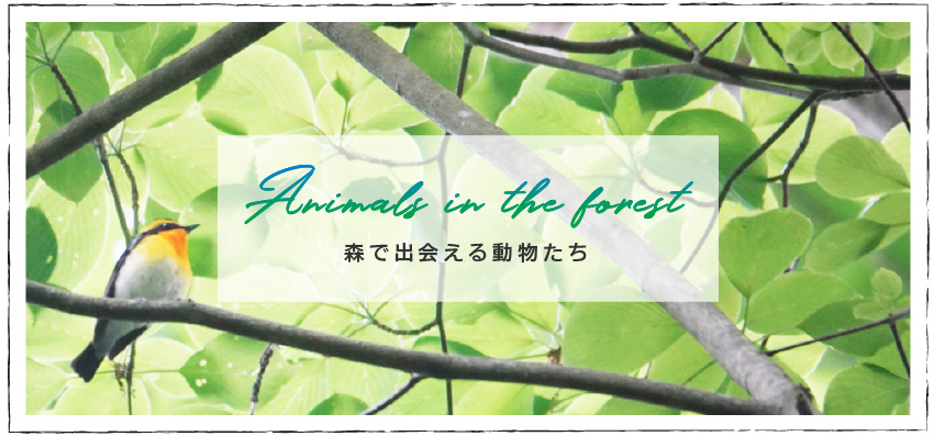 森で出会える動物たち