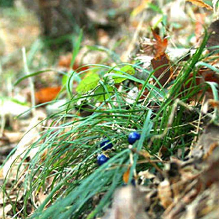 ジャノヒゲ(リュウノヒゲ)