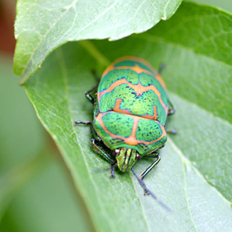 アカスジキンカメムシ