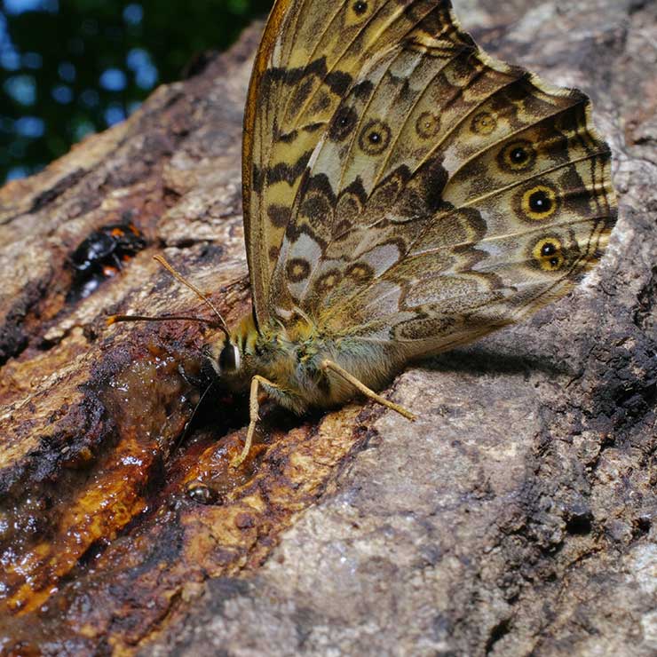 サトキマダラヒカゲ