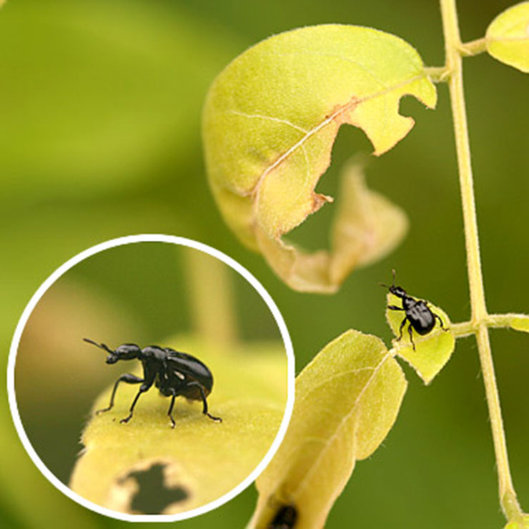 ヒメクロオトシブミ