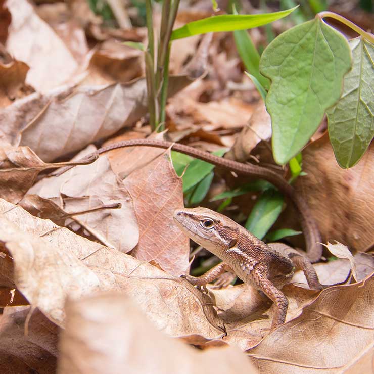 ニホンカナヘビ