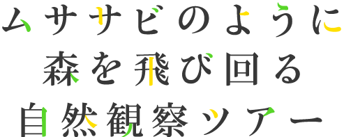 ムササビのように森を飛び回る自然観察ツアー