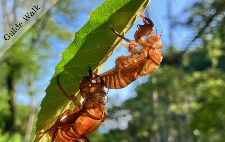 尋找生物與森林散步