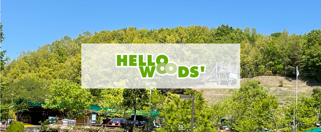 Hello Woods