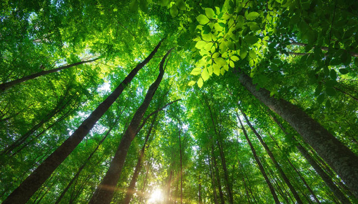 自然與觸碰所獲得的好處是什麼？