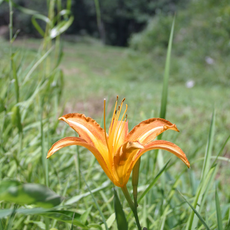 莫特吉移動度度假村