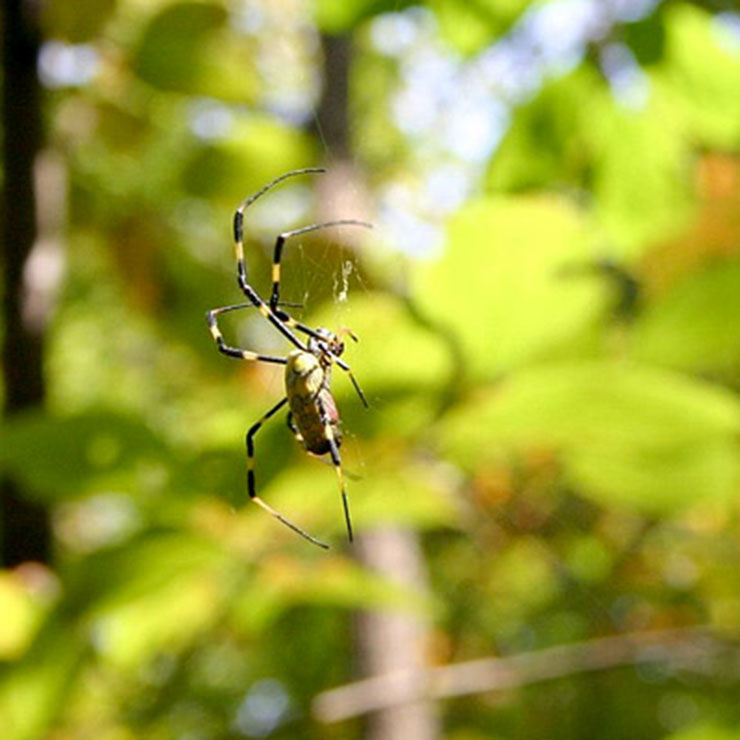 黃金蜘蛛