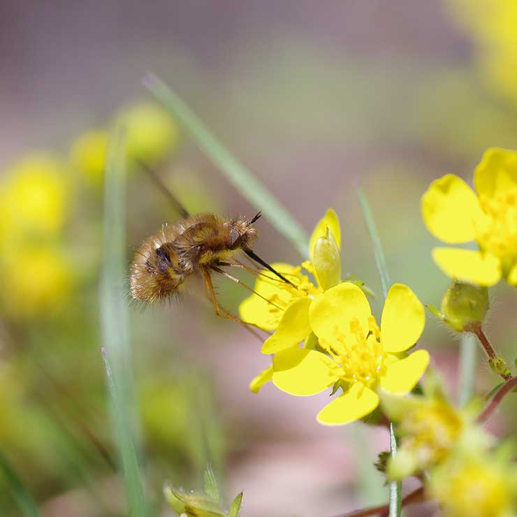 比利羅度樹阿布