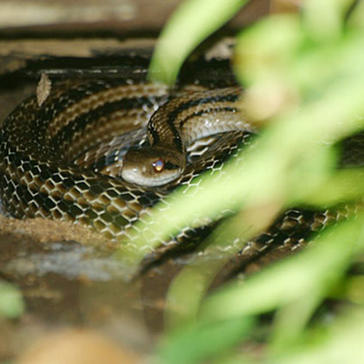 斑紋蛇