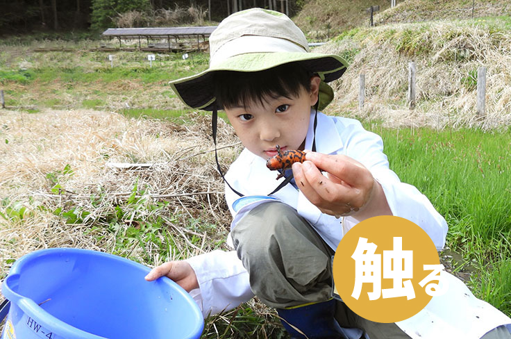 水生生物研究圖像