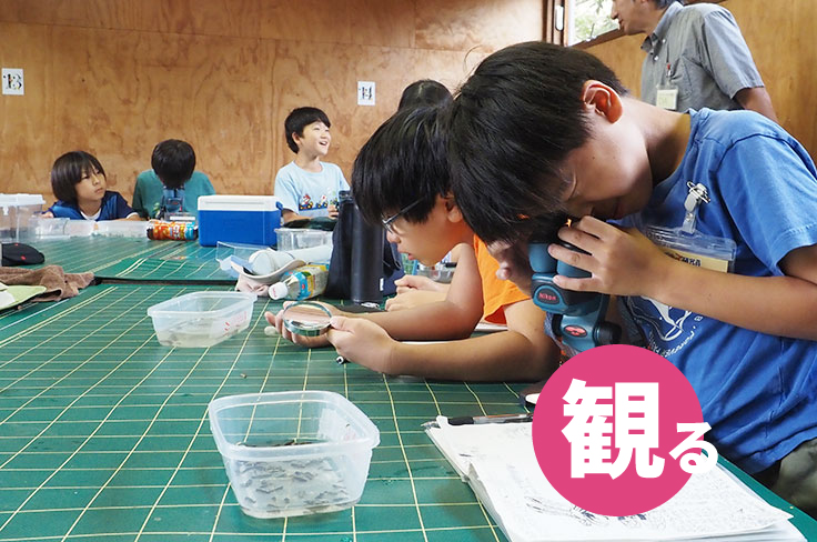 水生生物研究圖像