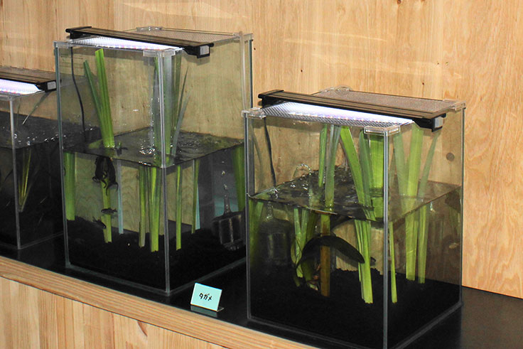 水生生物研究活動裡的親子支援飼養圖像