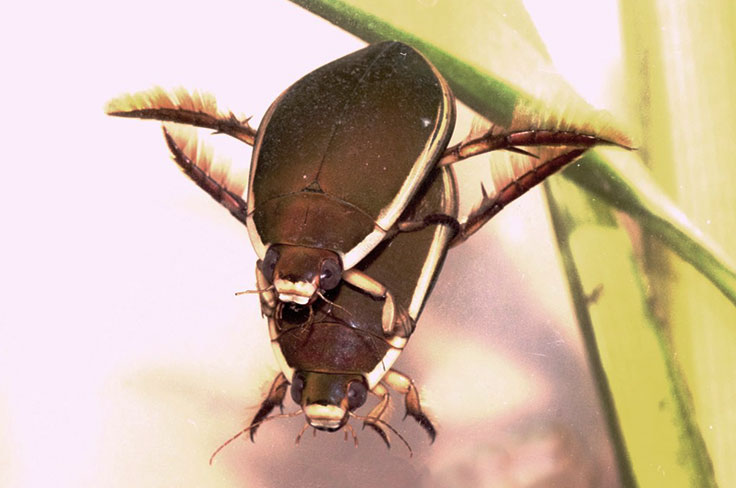 水生生物研究圖像