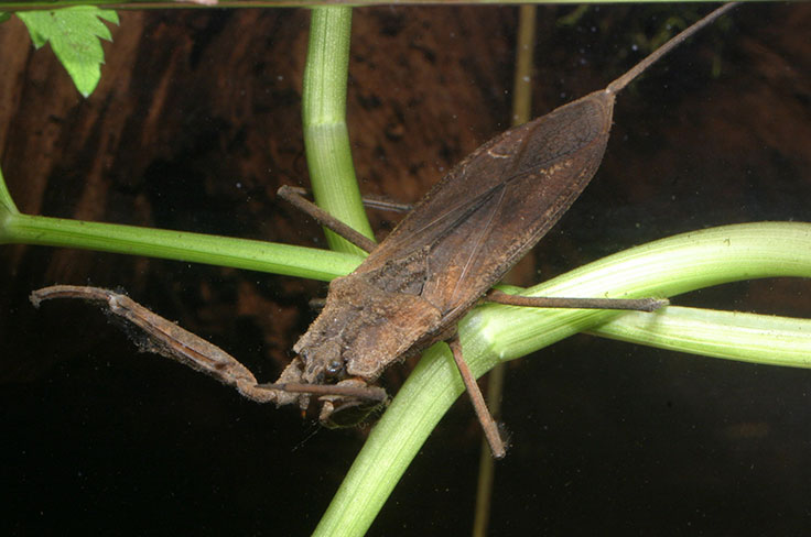 水生生物研究圖像