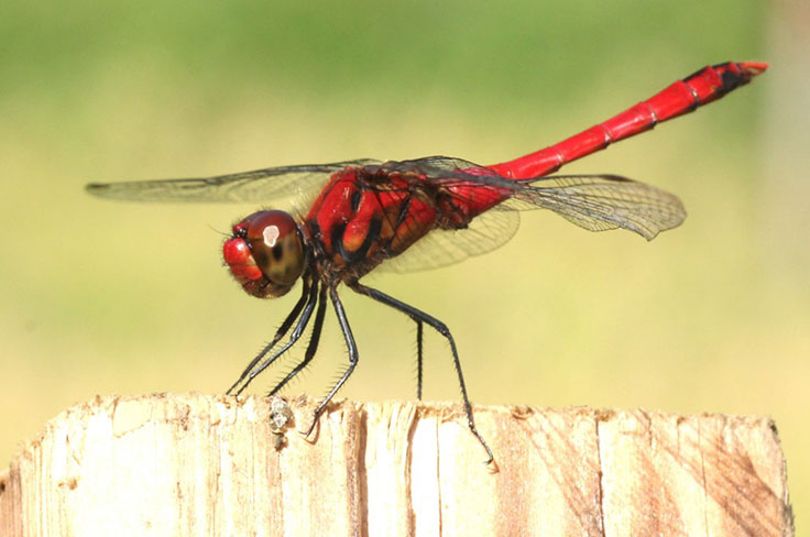 水生生物研究圖像