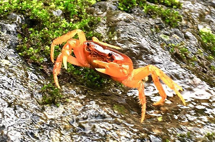 水生生物研究圖像