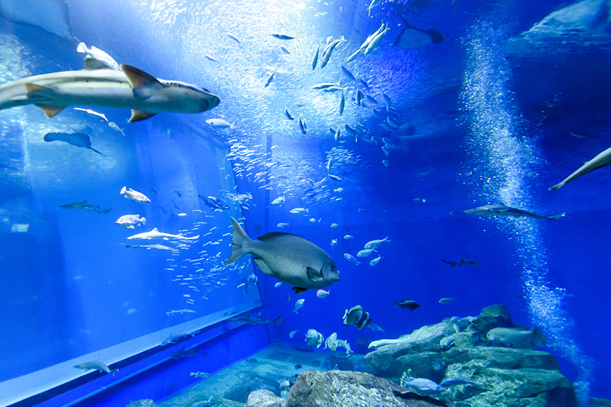 海洋世界茨城縣大洗水族館