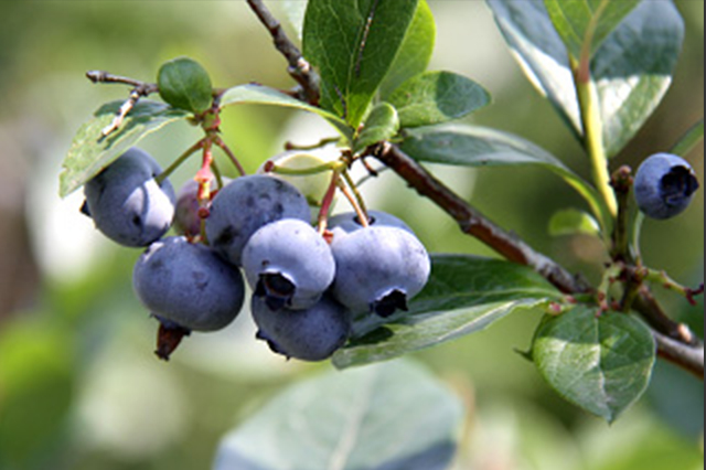 竹原輝夜姬之鄉