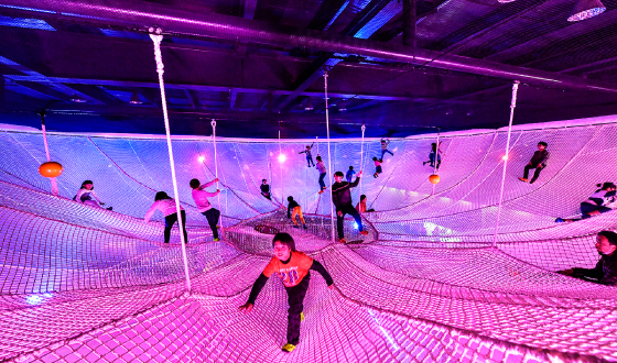 廣葉樹的樹網最大高度為11m